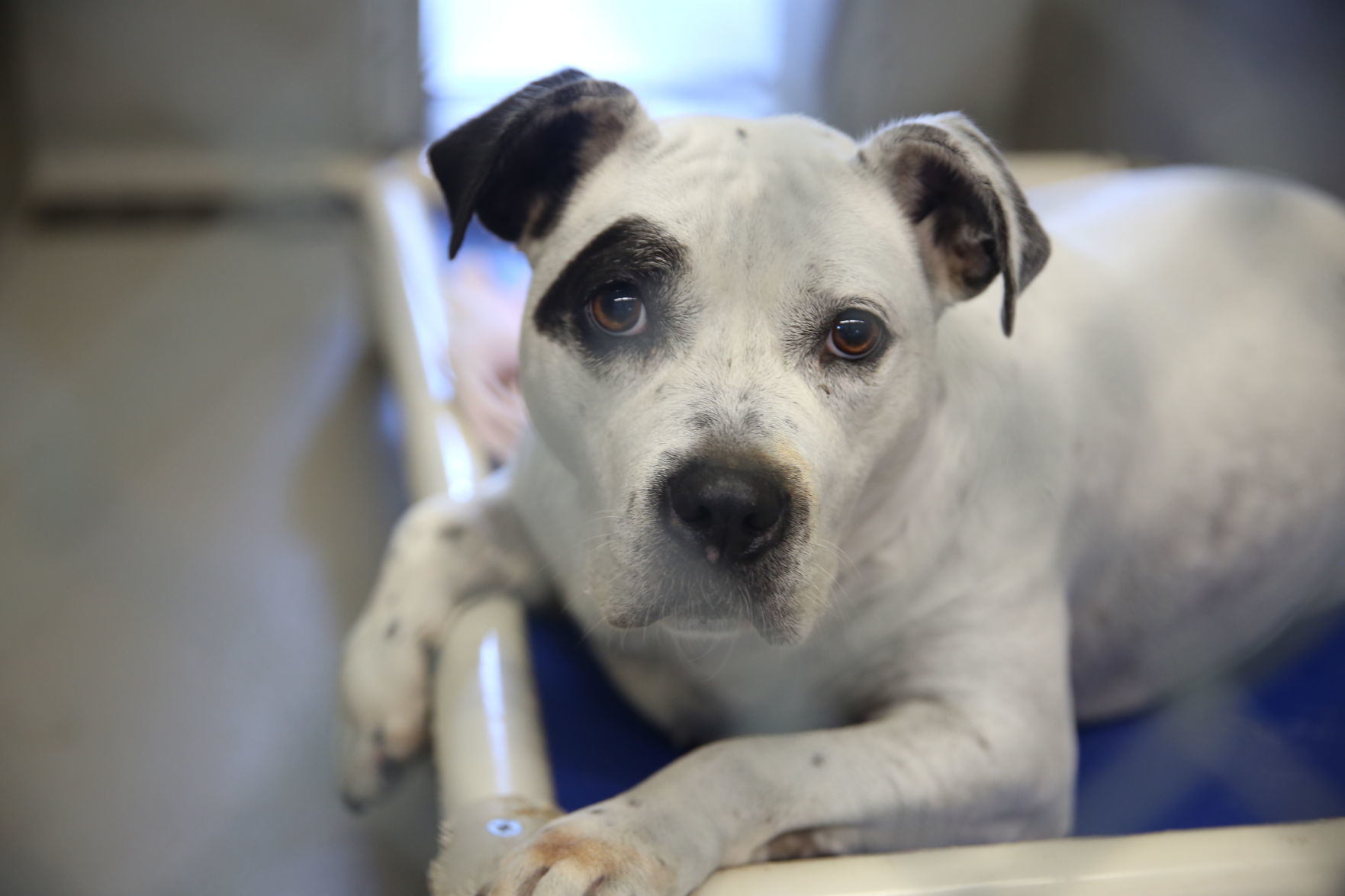 Atlantic County Animal Shelter's Clear the Shelter event Satuday, Aug. 17, 2019. The event runs through Sunday, Aug. 18.